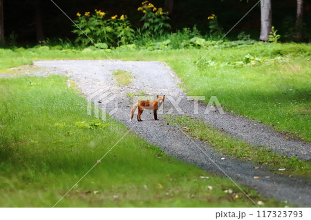 夏の北海道　エサを探す若いキタキツネ 117323793