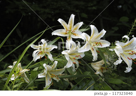 ヤマユリ 117323840