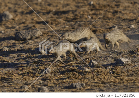 Banded Mongoose Banded Mongoose 117323850