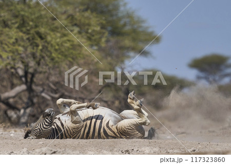 Zebra dust bath Zebra dust bath 117323860