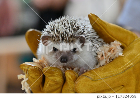 かわいいハリネズミ（ヨツユビハリネズミ） 117324059