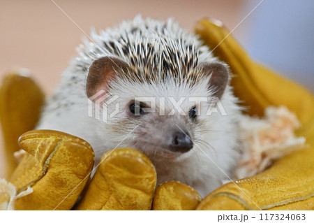 かわいいハリネズミ（ヨツユビハリネズミ） 117324063