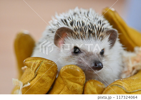 かわいいハリネズミ（ヨツユビハリネズミ） 117324064
