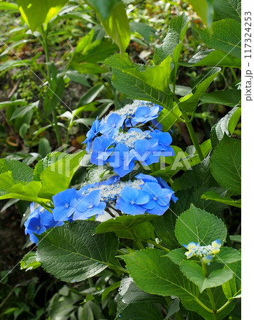 梅雨時の青いアジサイ（朝の柔らかい日差しを浴びた紫陽花） 117324253