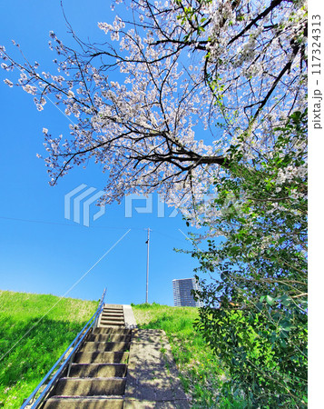 桜の下の階段 117324313