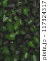 Close-up of lush green ivy leaves, forming a dense and 117324317