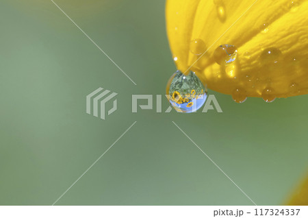水滴 水滴 117324337