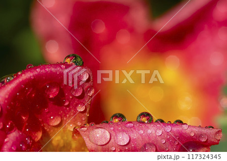 水滴 水滴 117324345