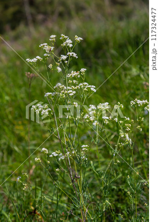 Shoots from the wild plant Galium palustre Shoots from the wild plant Galium palustre 117324477