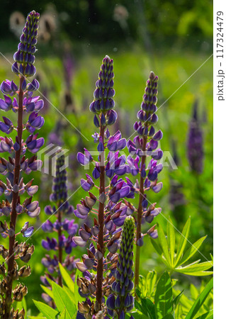 Lupinus, lupin, lupine field with pink purple and blue flowers Lupinus, lupin, lupine field with pink purple and blue flowers 117324479