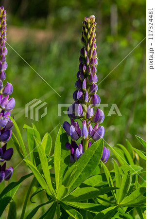 Lupinus, lupin, lupine field with pink purple and blue flowers Lupinus, lupin, lupine field with pink purple and blue flowers 117324481
