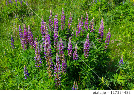 Lupinus, lupin, lupine field with pink purple and blue flowers Lupinus, lupin, lupine field with pink purple and blue flowers 117324482