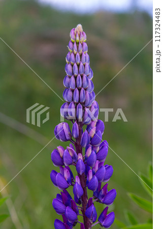 Lupinus, lupin, lupine field with pink purple and blue flowers Lupinus, lupin, lupine field with pink purple and blue flowers 117324483