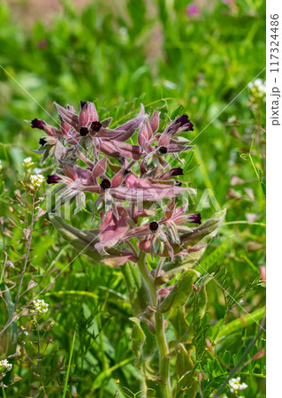 Flowers and leaves of the monkswort Nonea pulla, from Europe Flowers and leaves of the monkswort Nonea pulla, from Europe 117324486
