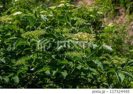 Flower buds and flowers of the Black Elder in spring, Sambucus nigra 117324495