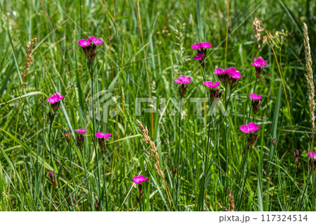 Dianthus carthusianorum, commonly known as Carthusian pink, is a species of the Caryophyllacea family - a wild flower of Europe 117324514