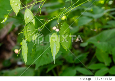 Lunaria plant with Unripe green seedpod and green leaves in garden. Lunaria annua, called honesty or annual honesty 117324518