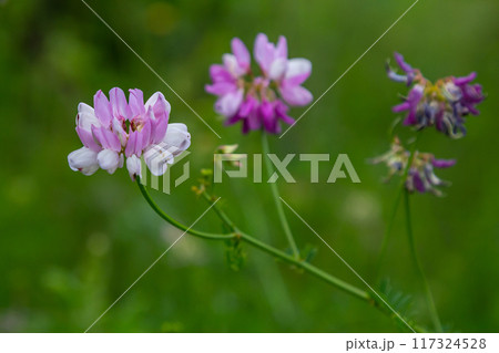 the flowers of Securigera varia - crownvetch, purple crown vetch the flowers of Securigera varia - crownvetch, purple crown vetch 117324528