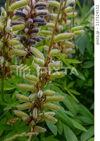 Large leaved lupine seed pods - Latin name - Lupinus polyphyllus Large leaved lupine seed pods - Latin name - Lupinus polyphyllus 117324532