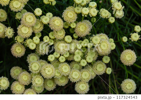 Santolina rosmarinifolia Primrose Gem plant in flower in summer Santolina rosmarinifolia Primrose Gem plant in flower in summer 117324543