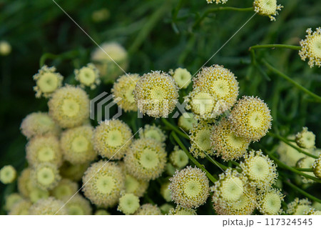 Santolina rosmarinifolia Primrose Gem plant in flower in summer 117324545