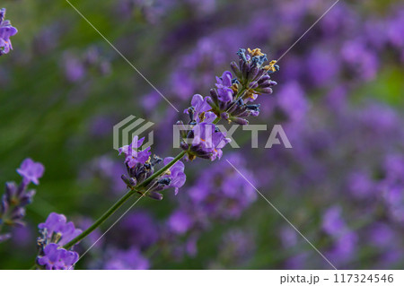 Lavandula angustifolia bunch of flowers in bloom, purple scented flowering bouquet of smelling beautiful plants Lavandula angustifolia bunch of flowers in bloom, purple scented flowering bouquet of smelling beautiful plants 117324546