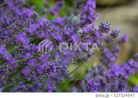 Lavandula angustifolia bunch of flowers in bloom, purple scented flowering bouquet of smelling beautiful plants 117324547