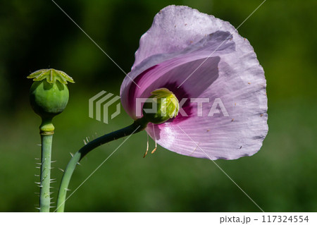 Beautiful violet poppies on a rural kitchen garden. Papaver somniferum, Opium poppy Beautiful violet poppies on a rural kitchen garden. Papaver somniferum, Opium poppy 117324554