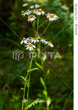 In the spring in the wild in the woods blooms tansy shields Tanacetum corymbosum 117324558