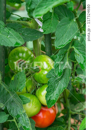 家庭菜園のトマト 117324680