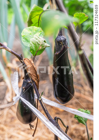 家庭菜園 水なす 家庭菜園 水なす 117324689