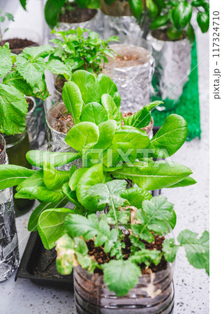 ベランダで野菜の水耕栽培 ベランダで野菜の水耕栽培 117324710