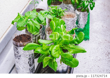 ベランダで野菜の水耕栽培 117324714