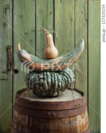 Harvest of Marina Di Chioggia, Candy Roaster and Butternut Squash on a Barrel Harvest of Marina Di Chioggia, Candy Roaster and Butternut Squash on a Barrel 117325154