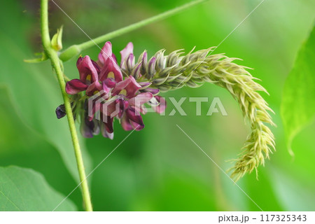 葛の花 葛の花 117325343
