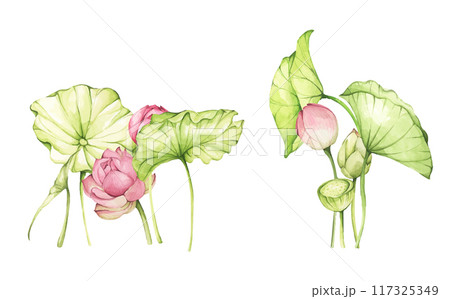 Set of lotus flowers. Chinese water lily. Vintage style. Watercolor illustration. Design for the design of invitations, fabrics and other items. Set of lotus flowers. Chinese water lily. Vintage style. Watercolor illustration. Design for the design of invitations, fabrics and other items. 117325349