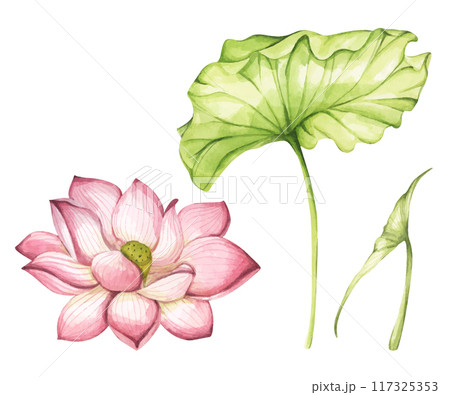 Set of lotus flowers. Chinese water lily. Vintage style. Watercolor illustration. Design for the design of invitations, fabrics and other items. 117325353