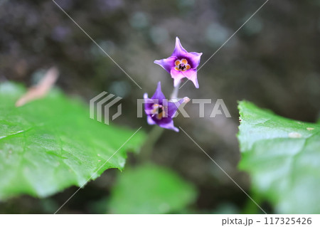 イワタバコの花 イワタバコの花 117325426