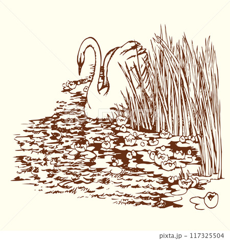 Vector drawing. Two swans in the park lake. 117325504