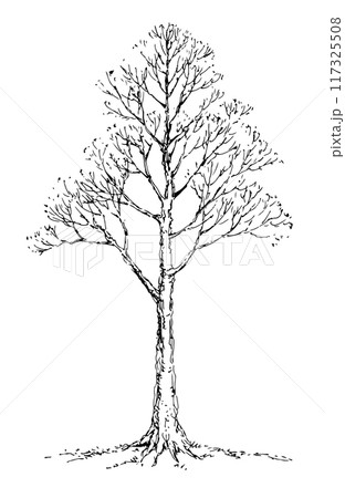 Vector drawing. Big bare tree 117325508