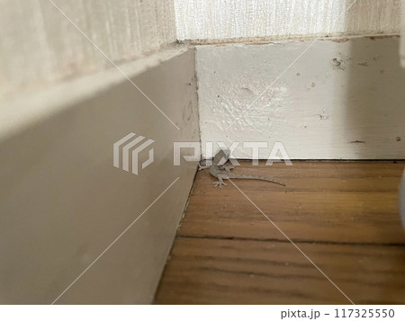 部屋の隅に追いやったヤモリ 部屋の隅に追いやったヤモリ 117325550