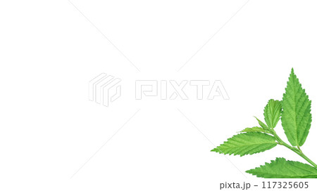 Cut out image of a weed plant with carefully crafted clipping paths. Cut out image of a weed plant with carefully crafted clipping paths. 117325605