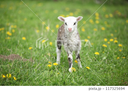 Little lamb with dandelions in spring 117325694