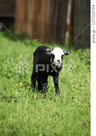Little lamb with dandelions in spring 117325704