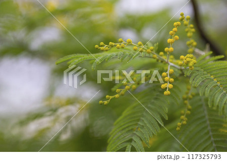 Close up. Spring Is Coming. Acacia Dealbata Tree With Gold Blossoms. Spring Mimosa Flowers. mimosa buds 117325793