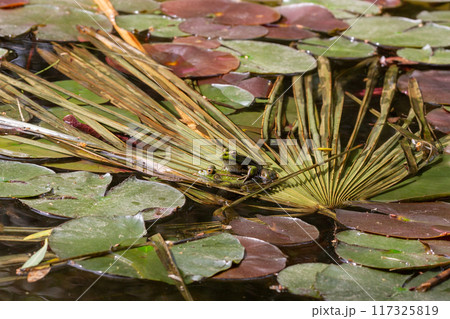 Frog on a water lily leaf in a lily pond Frog on a water lily leaf in a lily pond 117325819