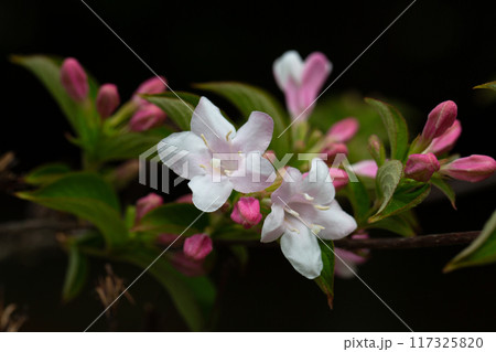 Beautiful pink flowers Weigela florida. Flowers of weigela florida. Blooming garden in spring garden in day. Beautiful pink flowers Weigela florida. Flowers of weigela florida. Blooming garden in spring garden in day. 117325820