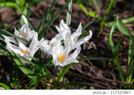 Spring white flowers Crocus Jeanne d'Arc macro. Beautiful petals and stamens close-up. 117325967