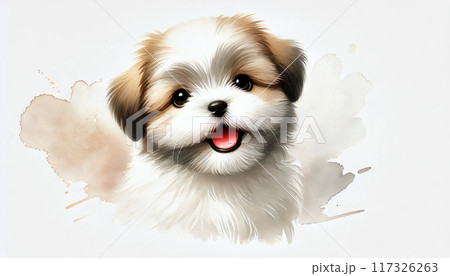 シーズー犬 シーズー犬 117326263