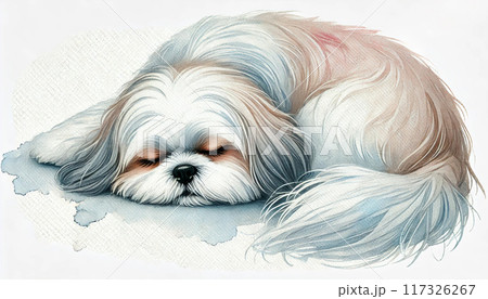 シーズー犬 シーズー犬 117326267